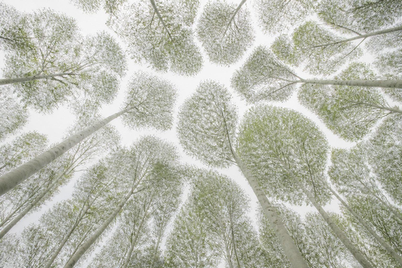 Reference specimen: a closed canopy viewed from below, crown shyness separating adjacent crowns.