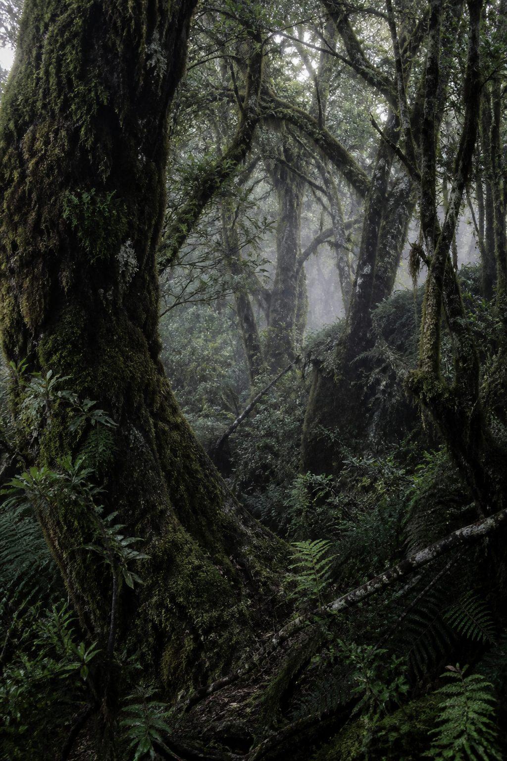 Reference specimen: temperate rainforest understorey, dense fern and moss layer beneath a closed canopy.