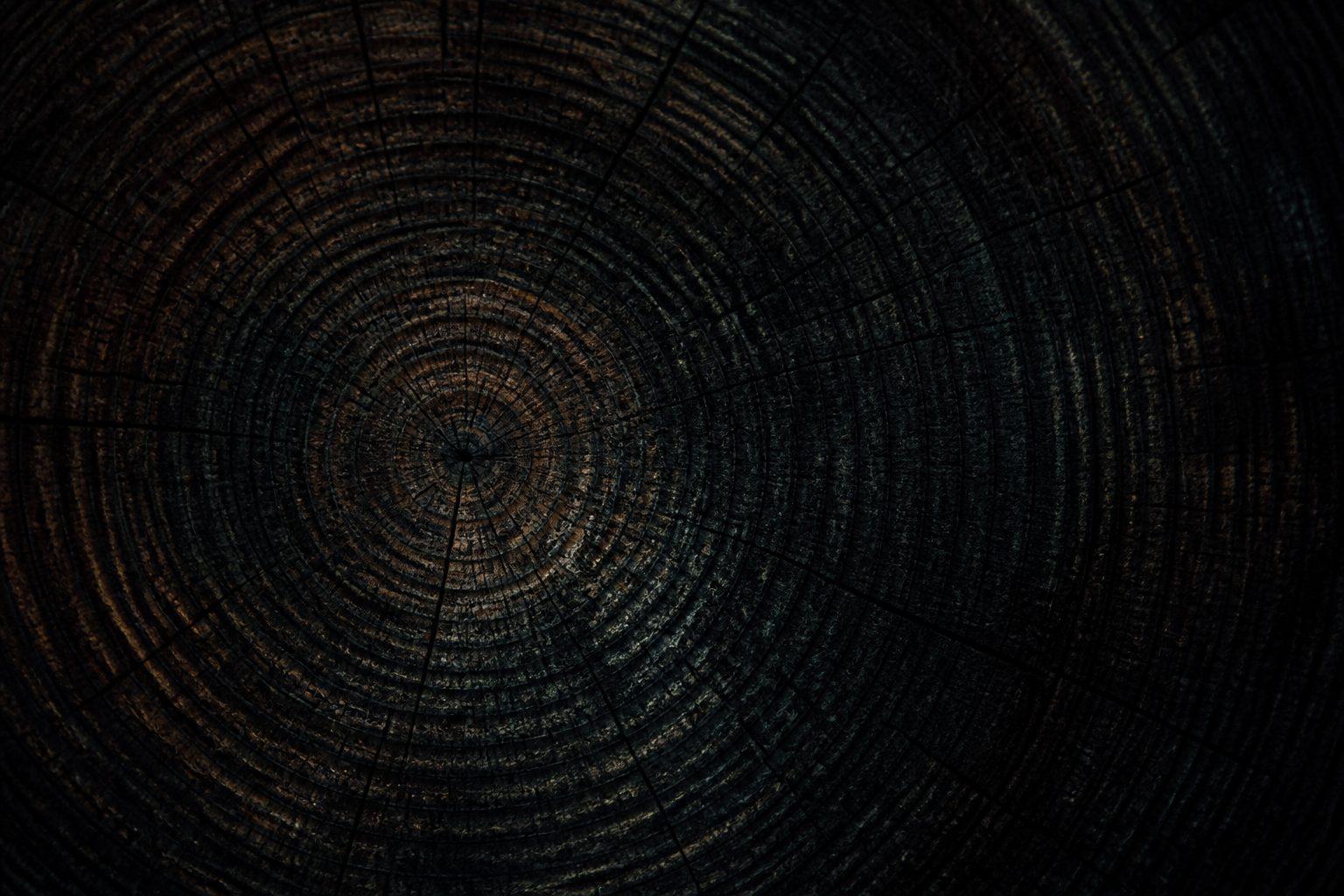 Reference specimen: a timber cross-section, growth rings accreting around off-centre heartwood.